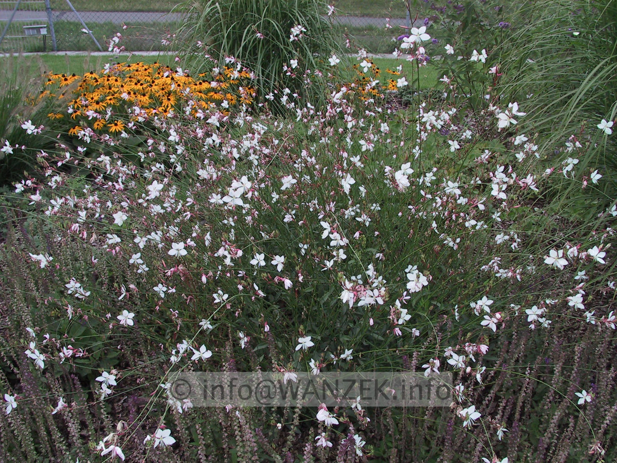 Gaura lindheimeri 01.jpg